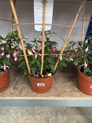 Lot 2115 - Potted Paula Jane climbing fuchsia