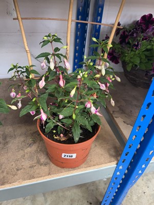Lot 2116 - Potted Paula Jane climbing fuchsia