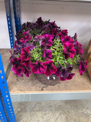 Lot 2117 - Large pair of petunia hanging baskets