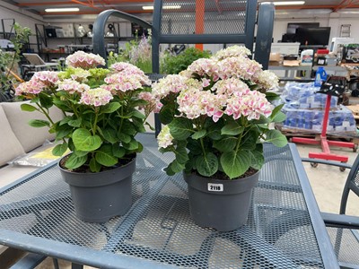 Lot 2118 - Large pair of potted hydrangeas