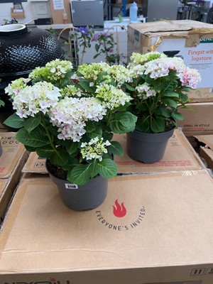 Lot 2119 - Large pair of potted hydrangeas