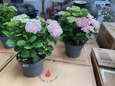 Lot 2120 - Large pair of potted hydrangeas