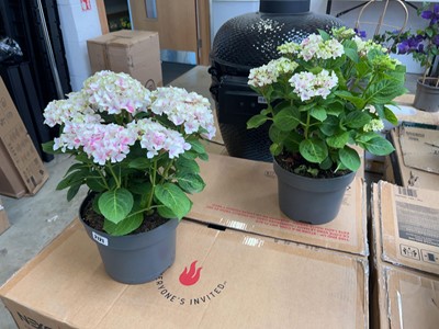 Lot 2121 - Large pair of potted hydrangeas