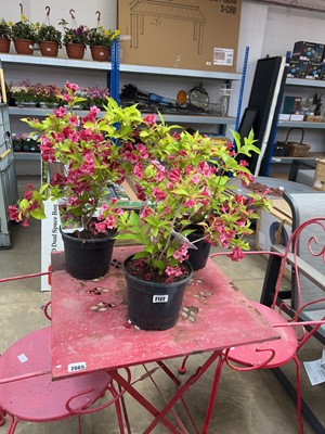 Lot 2122 - 3 potted Briant Rubidor Weigela shrubs