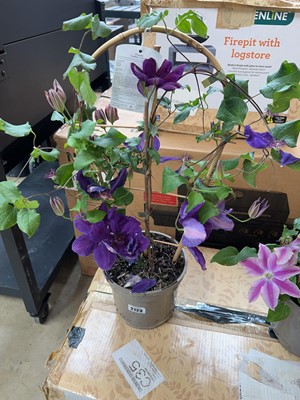 Lot 2123 - Potted Lindsay climbing clematis