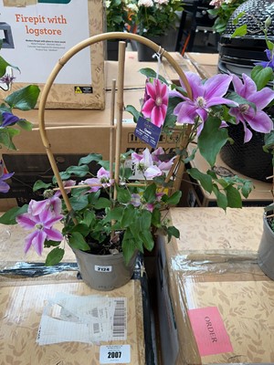 Lot 2124 - Potted Boulevard Poseidon climbing clematis