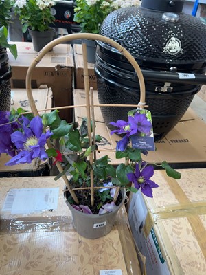 Lot 2125 - Potted Boulevard Ravel climbing clematis