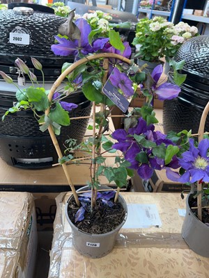 Lot 2126 - Potted Boulevard Ravel climbing clematis