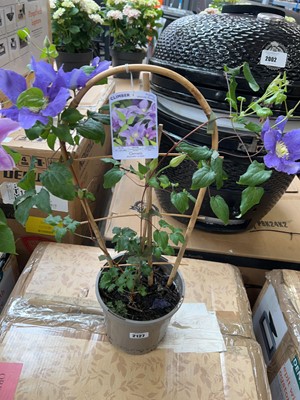 Lot 2127 - Potted Boulevard Olympia climbing clematis