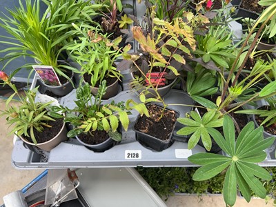 Lot 2128 - Tray containing 8 mixed perennial border plants
