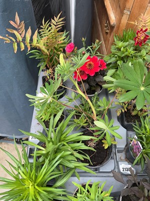 Lot 2129 - Tray containing 8 mixed perennial border plants