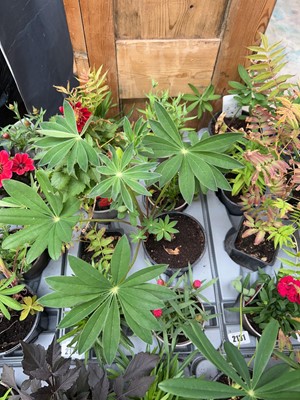 Lot 2130 - Tray containing 8 mixed perennial border plants