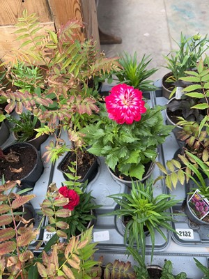 Lot 2131 - Tray containing 8 mixed perennial border plants