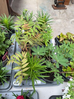 Lot 2132 - Tray containing 8 mixed perennial border plants