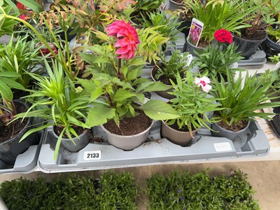Lot 2133 - Tray containing 8 mixed perennial border plants