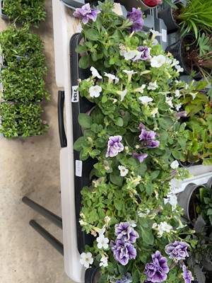 Lot 2134 - Tray containing 12 mixed petunias