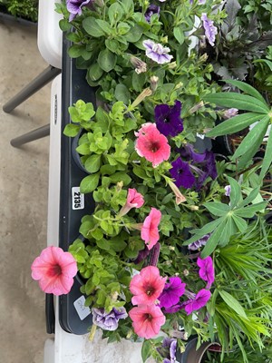 Lot 2135 - Tray containing 12 mixed petunias