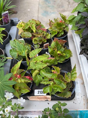 Lot 2136 - Tray of 8 potted Illumination begonias