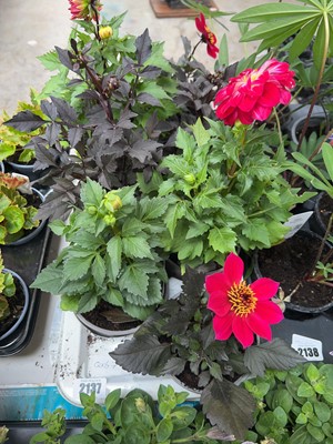 Lot 2137 - Tray of 7 potted dahlias