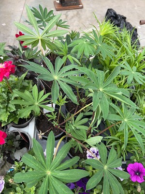Lot 2138 - Tray of 6 large potted lupins