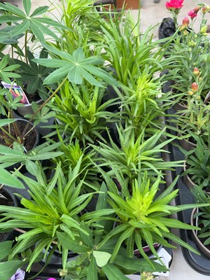 Lot 2139 - Tray of 10 potted Liathris