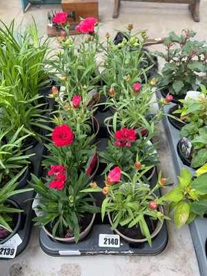 Lot 2140 - Tray containing 10 dianthus
