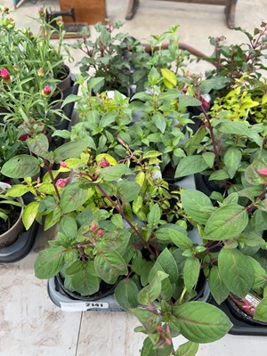 Lot 2141 - Tray containing 10 mixed fuchsias