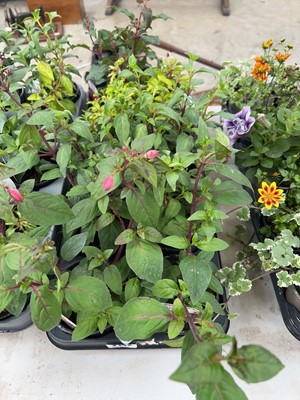 Lot 2142 - Tray containing 10 mixed fuchsias