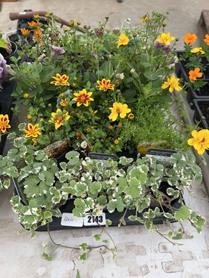 Lot 2143 - Tray of 15 mixed basket plants