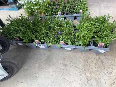 Lot 2144 - 4 trays of mixed trailing lobelia