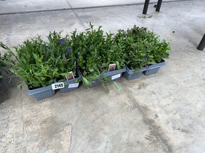 Lot 2145 - 3 trays of mixed trailing lobelia