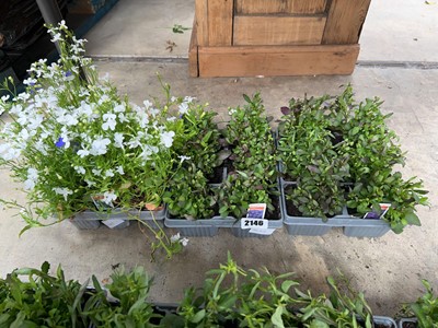 Lot 2146 - 2 trays of Crystal Palace Compact lobelia with...
