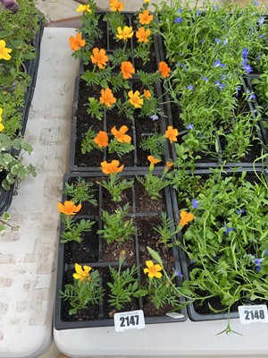 Lot 2147 - 3 trays of 27 French marigolds