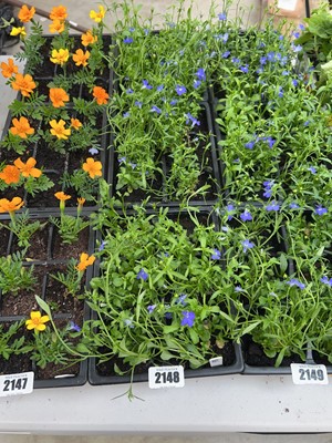 Lot 2148 - 3 trays of 16 blue lobelia