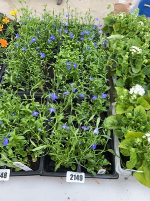 Lot 2149 - 3 trays of 16 blue lobelia