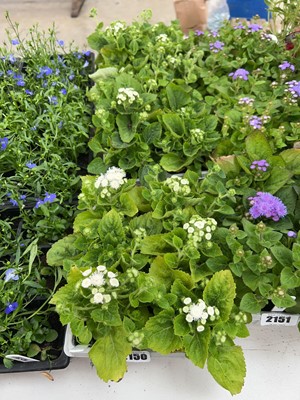 Lot 2150 - 3 trays of 16 potted ageratum
