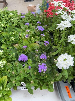 Lot 2151 - 3 trays of 16 potted ageratum