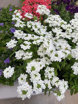 Lot 2152 - Tray of 6 potted White Showboat verbena