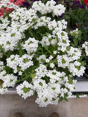 Lot 2153 - Tray of 6 potted White Showboat verbena