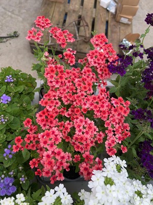 Lot 2154 - Tray of 6 Showboat Mango Orange verbena