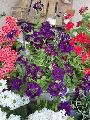 Lot 2155 - Tray of 6 Showboat Midnight verbena
