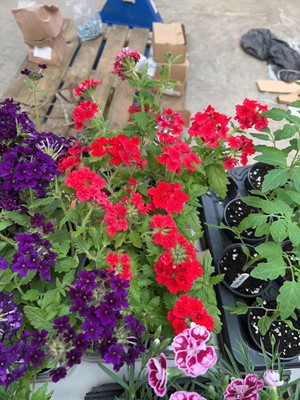 Lot 2156 - Tray of 6 Showboat dark red verbena
