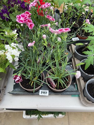Lot 2157 - 6 potted Charmy dianthus