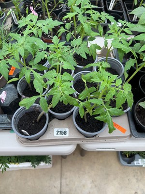 Lot 2158 - Tray containing 10 Ailsa Craig tomato plants