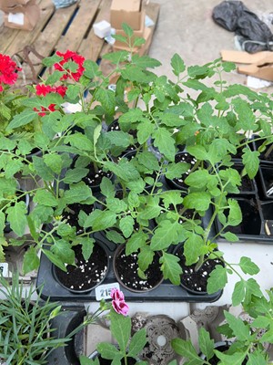 Lot 2159 - Tray containing 10 potted Garden Pearl tomato...