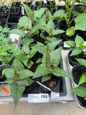 Lot 2160 - Tray of 8 Pink Scented Mirabilis