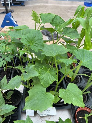 Lot 2162 - 6 Marketmore cucumber plants