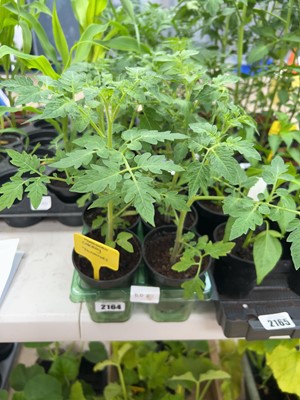 Lot 2164 - Tray containing 6 Pomodoro cherry tomato plants