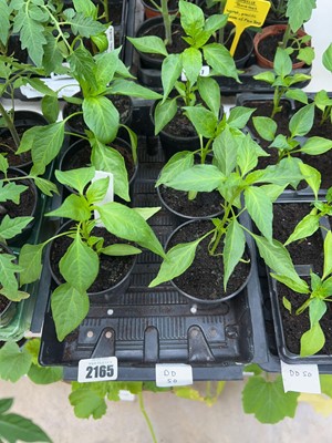 Lot 2165 - Tray of 6 Cayenne chili plants