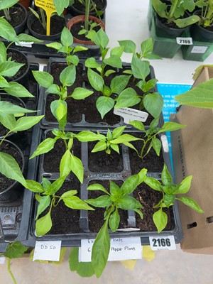 Lot 2166 - 2 trays containing 6 chili plants with tray of...